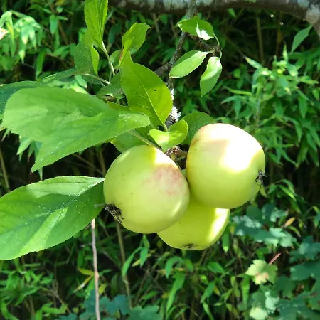 Luxurious Royal Estate In Historic Paradise Villa Sintra
