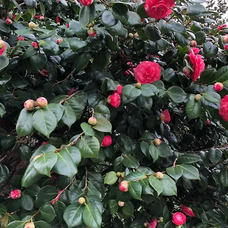 Luxurious Royal Estate In Historic Paradise Villa Sintra